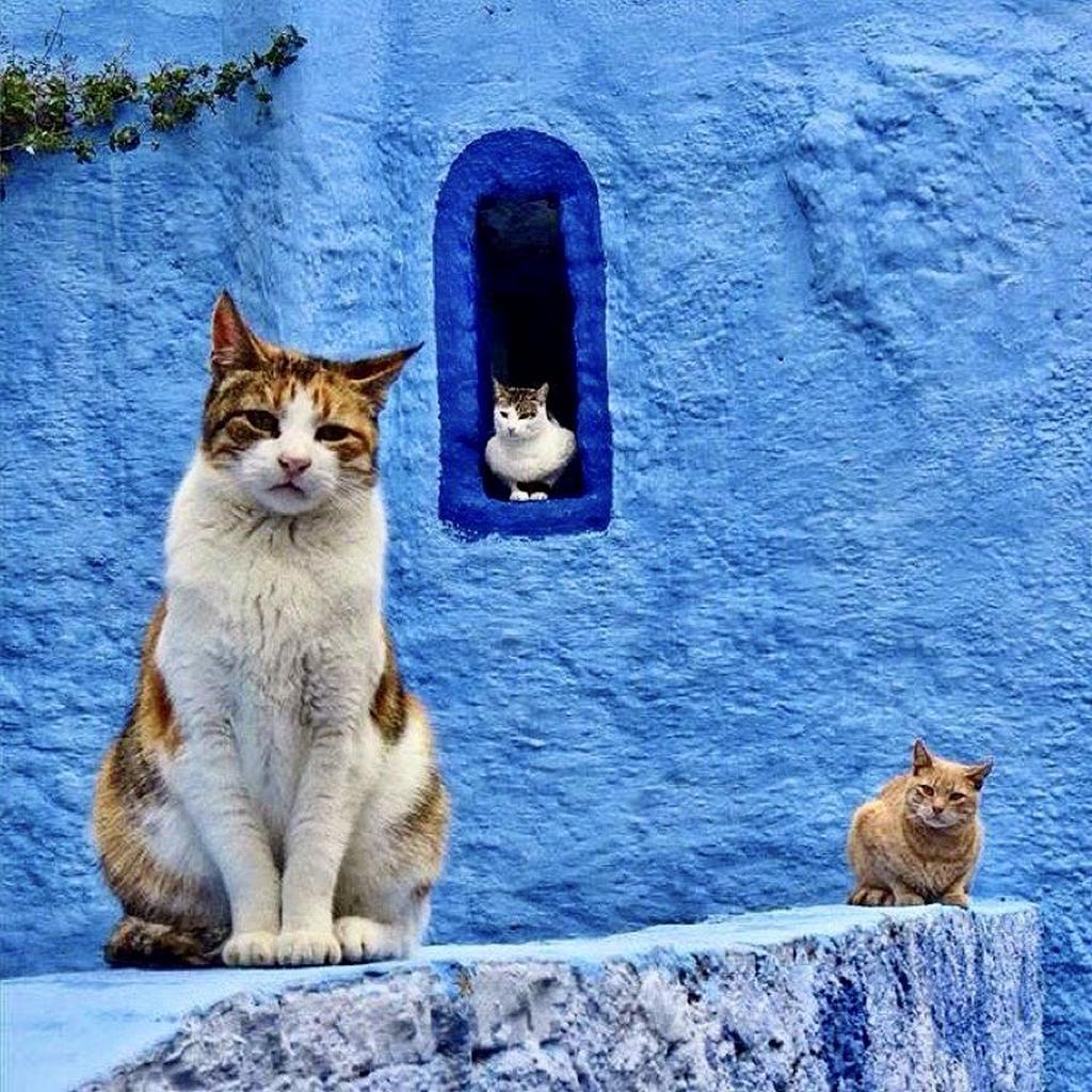 Mmc Event Receptif Tours Operateurs Leader Au Maroc City Break10