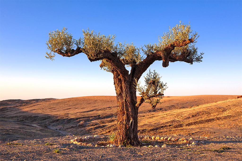 Mmc Event Receptif Tours Operateurs Leader Au Maroc Marrakech Agafay08